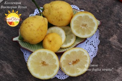 4C. limon Siciliano foglia stretta